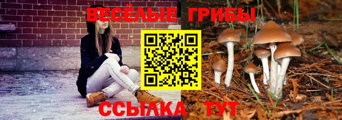 Псилоцибиновые грибы прущие грибы Лесной